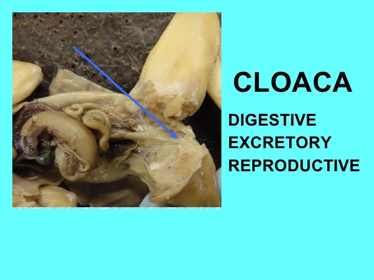 Frog anatomy