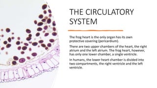 Frog anatomy & physiology.pptx