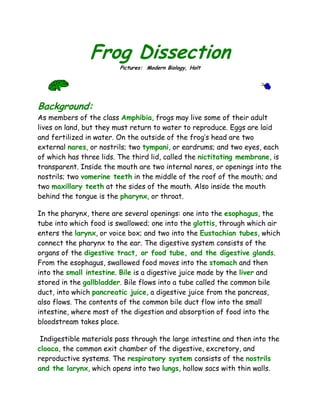 Frog Dissection
                         Pictures: Modern Biology, Holt




Background:
As members of the class Amphibia, frogs may live some of their adult
lives on land, but they must return to water to reproduce. Eggs are laid
and fertilized in water. On the outside of the frog’s head are two
external nares, or nostrils; two tympani, or eardrums; and two eyes, each
of which has three lids. The third lid, called the nictitating membrane, is
transparent. Inside the mouth are two internal nares, or openings into the
nostrils; two vomerine teeth in the middle of the roof of the mouth; and
two maxillary teeth at the sides of the mouth. Also inside the mouth
behind the tongue is the pharynx, or throat.

In the pharynx, there are several openings: one into the esophagus, the
tube into which food is swallowed; one into the glottis, through which air
enters the larynx, or voice box; and two into the Eustachian tubes, which
connect the pharynx to the ear. The digestive system consists of the
organs of the digestive tract, or food tube, and the digestive glands.
From the esophagus, swallowed food moves into the stomach and then
into the small intestine. Bile is a digestive juice made by the liver and
stored in the gallbladder. Bile flows into a tube called the common bile
duct, into which pancreatic juice, a digestive juice from the pancreas,
also flows. The contents of the common bile duct flow into the small
intestine, where most of the digestion and absorption of food into the
bloodstream takes place.

 Indigestible materials pass through the large intestine and then into the
cloaca, the common exit chamber of the digestive, excretory, and
reproductive systems. The respiratory system consists of the nostrils
and the larynx, which opens into two lungs, hollow sacs with thin walls.
 