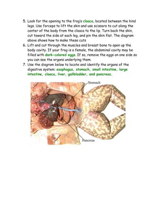 virtual frog dissection free download