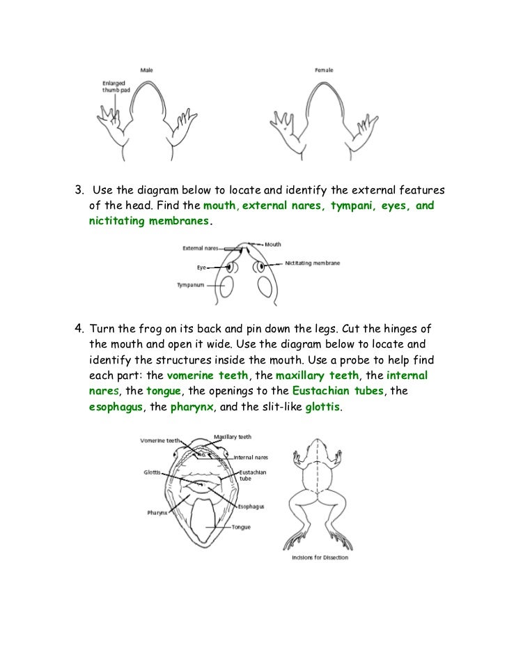 What are maxillary teeth in frogs?