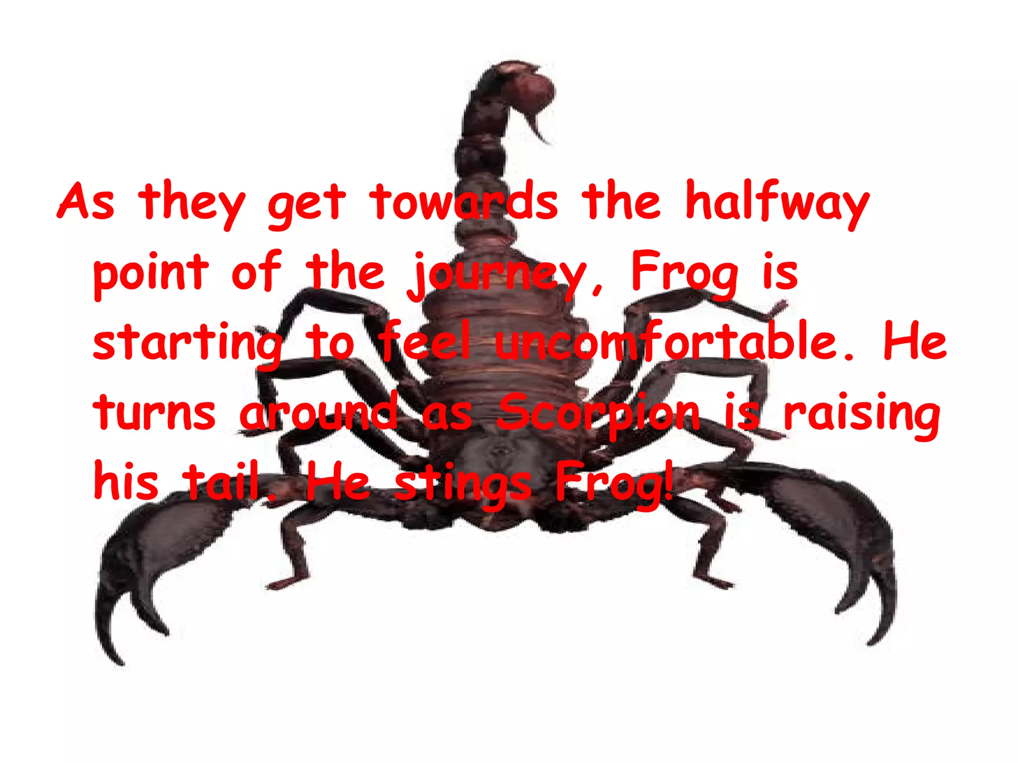 As they get towards the halfway
point of the journey, Frog is
starting to feel uncomfortable. He
turns around as Scorpion is raising
his tail. He stings Frog!