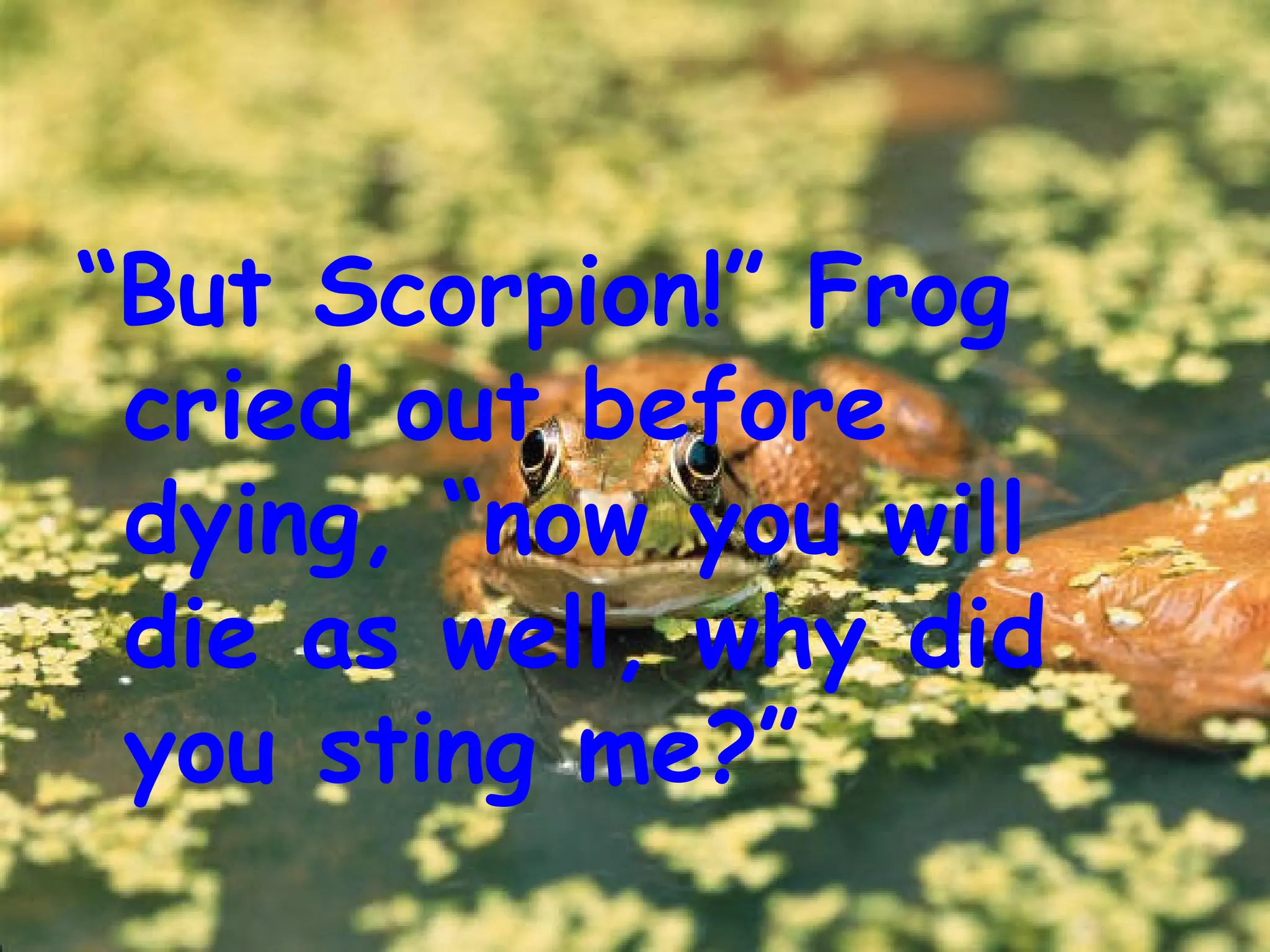 “But Scorpion!” Frog
cried out before
dying, “now you will
die as well, why did
you sting me?”