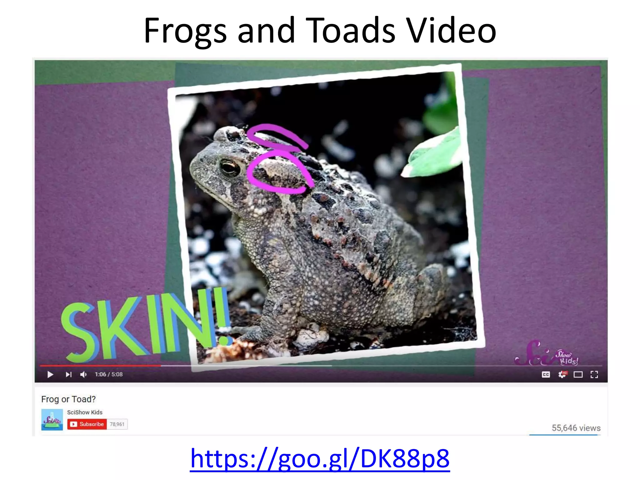 Frogs and Toads Video
https://goo.gl/DK88p8