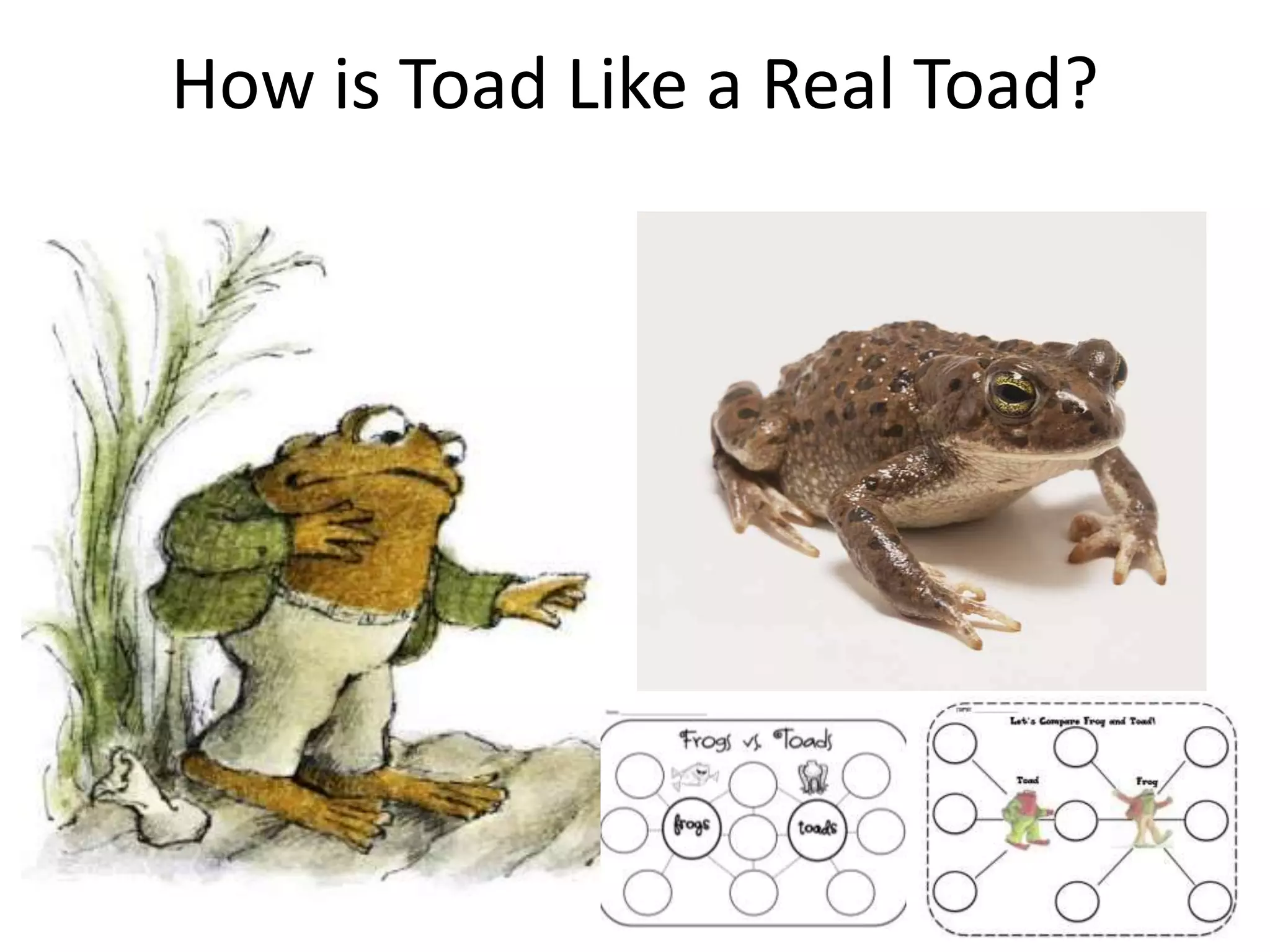How is Toad Like a Real Toad?