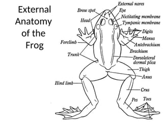 frog body parts and functions.ppt Grade 5 | PPT | Free Download