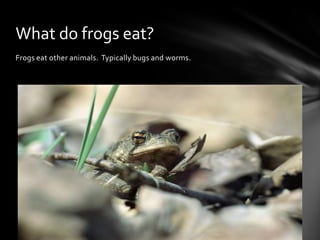 Frogs eat other animals.  Typically bugs and worms.What do frogs eat?