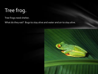 Tree frogs need shelter. What do they eat?  Bugs to stay alive and water and air to stay alive.Tree frog.