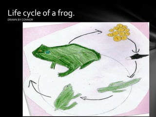 Life cycle of a frog.DRAWN BY CONNOR