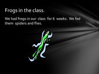 We had frogs in our  class  for 6  weeks.  We fed them  spiders and flies.Frogs in the class.
