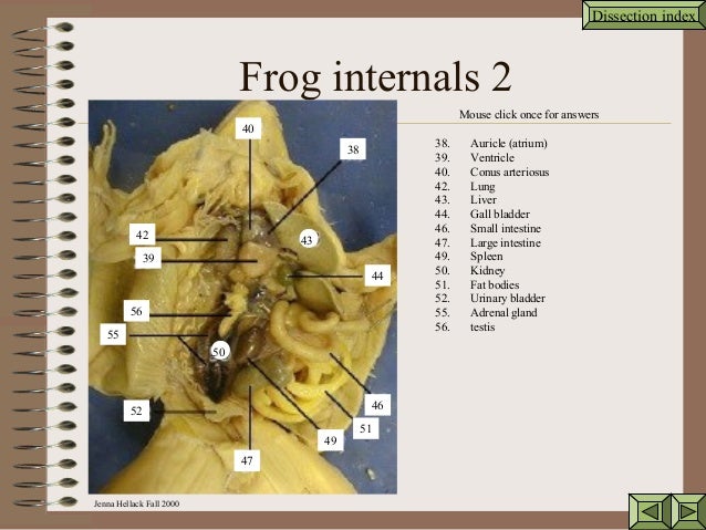 Frog dissecting