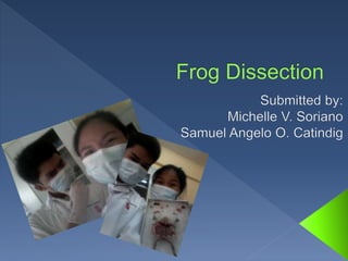 Frog dissection