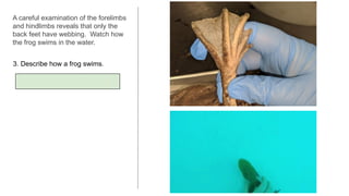 Frog Dissection showing its anatomy and morphology for cbse class 11 ...