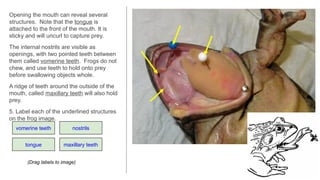 Frog Dissection showing its anatomy and morphology for cbse class 11 ...