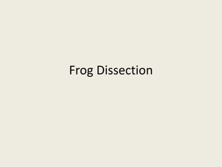 Frog Dissection
 