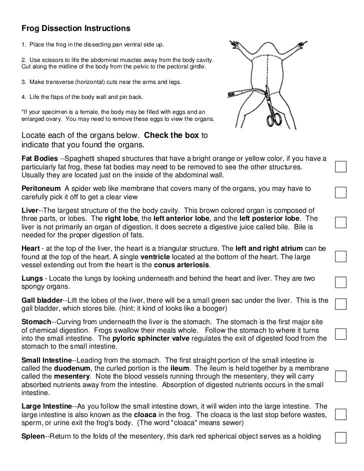 30-frog-dissection-worksheet-answer-key