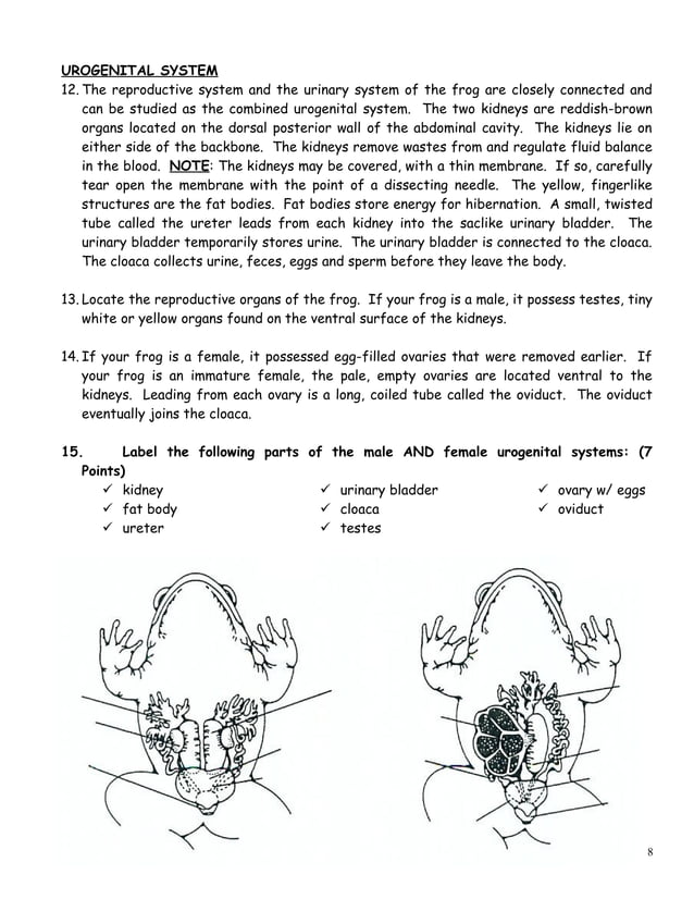 BIOLOGY FROG DISSECTION LAB