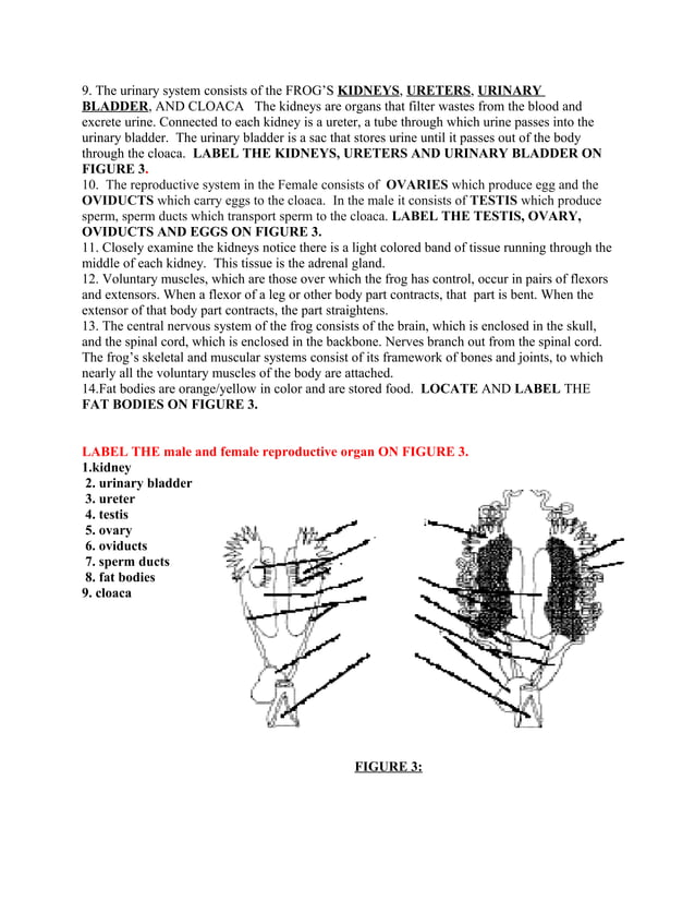 Frog dissection lab answer key