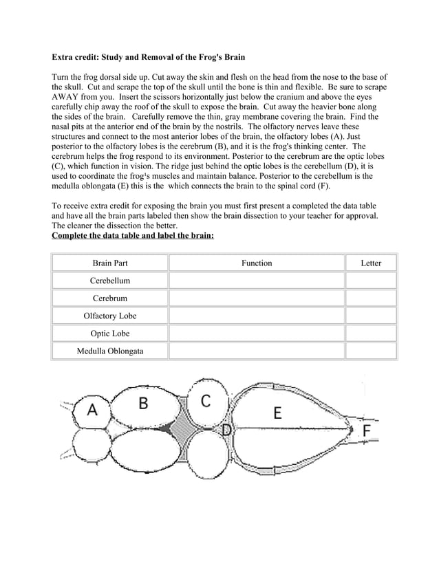 Frog dissection lab answer key
