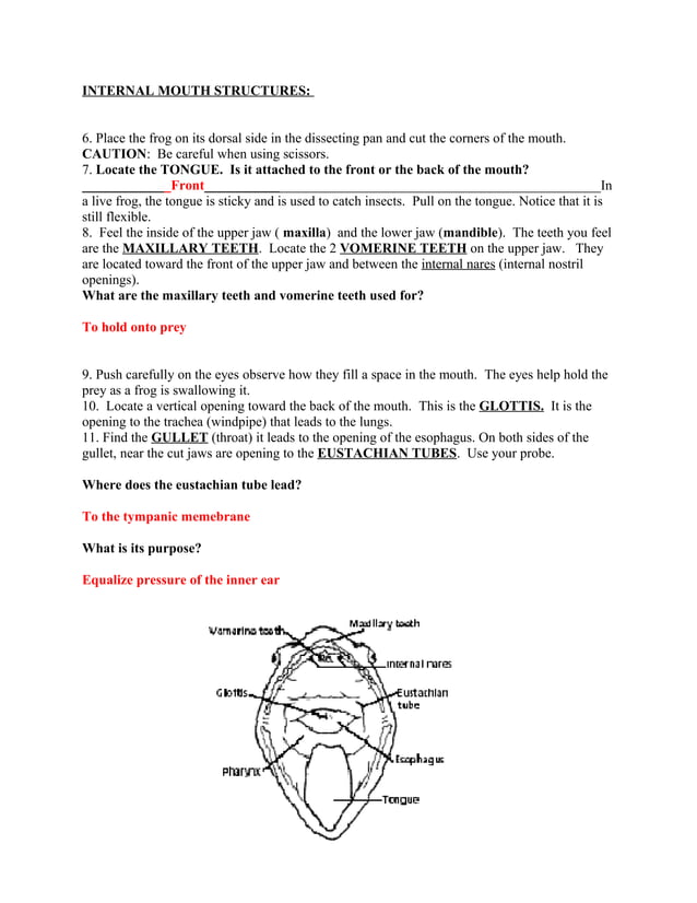 Frog dissection lab answer key