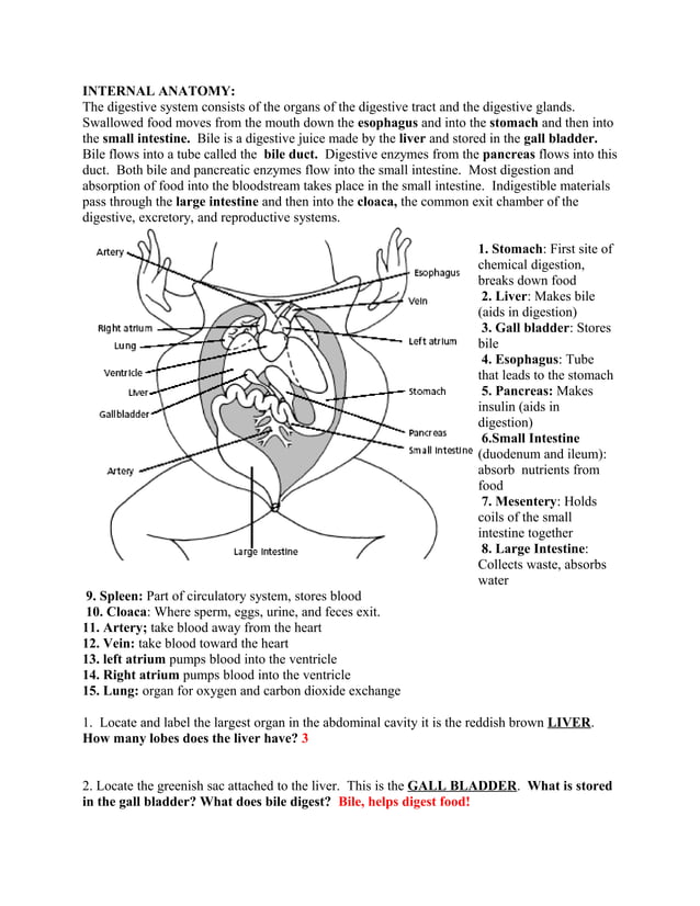 Frog dissection lab answer key