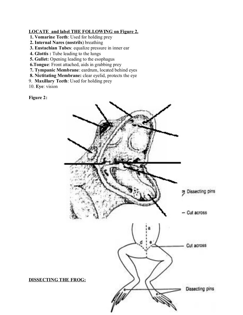 Frog dissection lab answer key