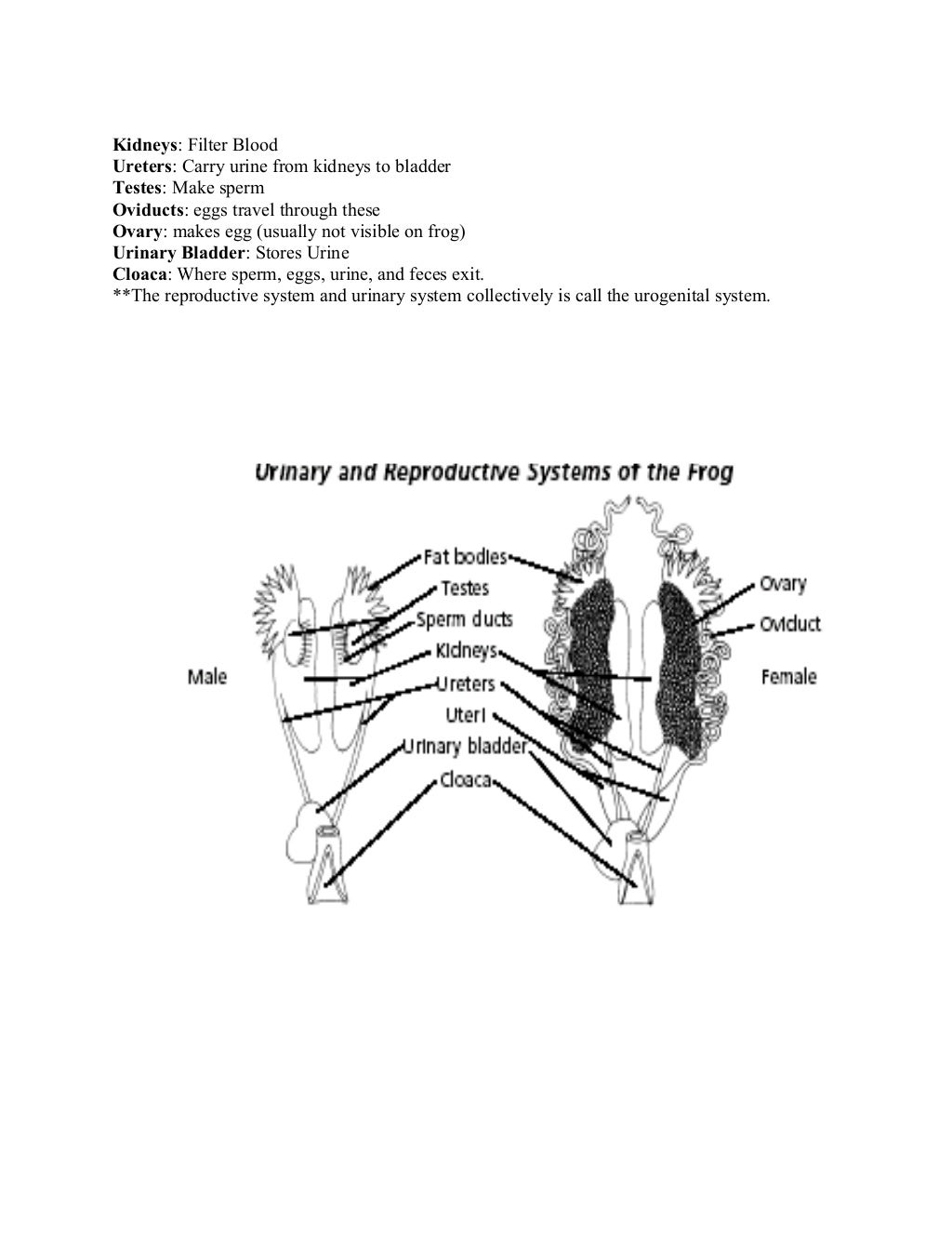 Frog dissection lab answer key