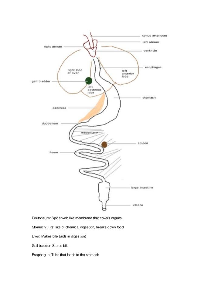 Frog Dissection Pre Lab Worksheet