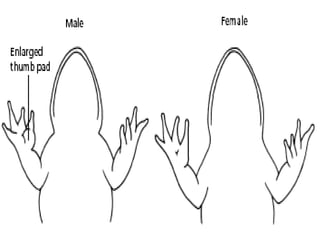 Frog dissection pictures and diagrams
