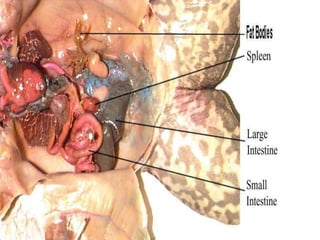 Frog dissection pictures and diagrams