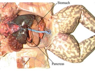 Frog dissection pictures and diagrams