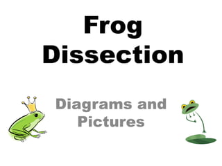 Frog Dissection Diagrams and Pictures 