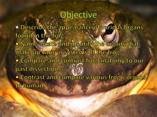 	• Describe the appearance of various organs found in the frog.• Name locate and identify the organs that make up various systems of the frog.• Compare and contrast frog anatomy to our past dissections.• Contrast and compare various frog's organs to human.Objective
