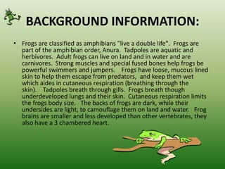 BACKGROUND INFORMATION:Frogs are classified as amphibians "live a double life".  Frogs are part of the amphibian order, Anura.  Tadpoles are aquatic and herbivores.  Adult frogs can live on land and in water and are carnivores.  Strong muscles and special fused bones help frogs be powerful swimmers and jumpers.    Frogs have loose, mucous lined skin to help them escape from predators,  and keep them wet which aides in cutaneous respiration (breathing through the skin).    Tadpoles breath through gills.  Frogs breath though underdeveloped lungs and their skin.  Cutaneous respiration limits the frogs body size.   The backs of frogs are dark, while their undersides are light, to camouflage them on land and water.   Frog brains are smaller and less developed than other vertebrates, they also have a 3 chambered heart. 