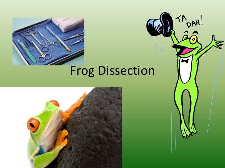 Frog Dissection Powerpoint Frog Dissection Powerpoint