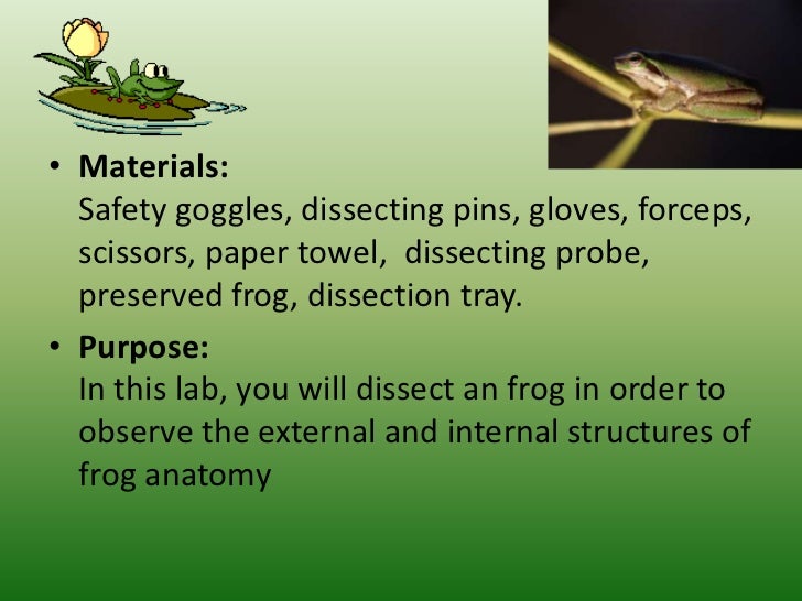 Frog Dissection Powerpoint Frog Dissection Powerpoint