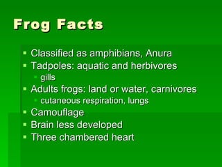 Frog Facts Classified as amphibians, Anura Tadpoles: aquatic and herbivores gills Adults frogs: land or water, carnivores cutaneous respiration, lungs Camouflage Brain less developed Three chambered heart 