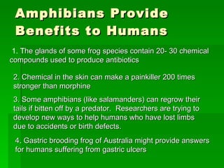 Amphibians Provide Benefits to Humans 1. T he glands of some frog species contain 20- 30 chemical compounds used to produce antibiotics 2. Chemical in the skin can make a painkiller 200 times stronger than morphine 3. Some amphibians (like salamanders) can regrow their tails if bitten off by a predator.  Researchers are trying to develop new ways to help humans who have lost limbs due to accidents or birth defects. 4 .   Gastric brooding frog of Australia might provide answers for humans suffering from gastric ulcers 
