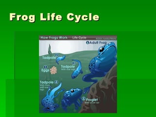 Frog Life Cycle 
