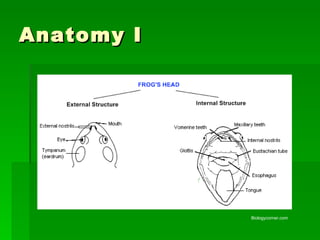 Anatomy I Biologycorner.com 