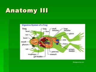 Anatomy III Biologycorner.com 
