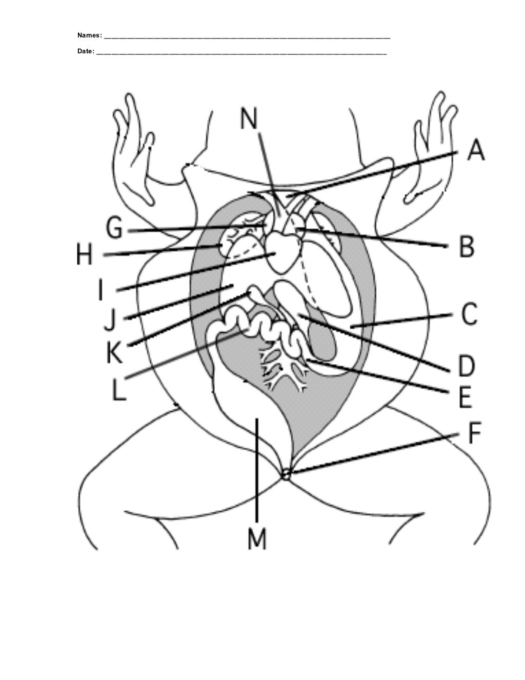Frog dissection worksheet 20 Within Frog Dissection Worksheet Answer Key