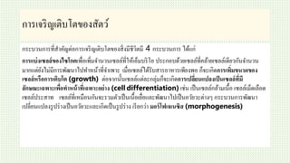 การเจริญเติบโตของสัตว์
กระบวนการที่สาคัญต่อการเจริญเติบโตของสิ่งมีชีวิตมี 4 กระบวนการ ได้แก่
การแบ่งเซลล์ของไซโกตเพื่อเพิ่มจานวนเซลล์ที่ให้เอ็มบริโอ ประกอบด้วยเซลล์ที่คล้ายเซลล์เดียวกันจานวน
มากแต่ยังไม่มีการพัฒนาไปทาหน้าที่จาเพาะ เมื่อเซลล์ได้รับสารอาหารเพียงพอ ก็จะเกิดการเพิ่มขนาดของ
เซลล์หรือการเติบโต (growth) ต่อจากนั้นเซลล์แต่ละกลุ่มก็จะเกิดการเปลี่ยนแปลงเป็นเซลล์ที่มี
ลักษณะเฉพาะเพื่อทาหน้าที่เฉพาะอย่าง (cell differentiation) เช่น เป็นเซลล์กล้ามเนื้อ เซลล์เม็ดเลือด
เซลล์ประสาท เซลล์ที่เหมือนกันจะรวมตัวเป็นเนื้อเยื่อและพัฒนาไปเป็นอวัยวะต่างๆ กระบวนการพัฒนา
เปลี่ยนแปลงรูปร่างเป็นอวัยวะและเกิดเป็นรูปร่าง เรียกว่า มอร์โฟเจเนซิส (morphogenesis)
 