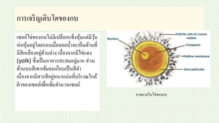 การเจริญเติบโตของกบ
เซลล์ไข่ของกบไม่มีเปลือกแข็งหุ้มแต่มีวุ้น
ห่อหุ้มอยู่โดยรอบเมื่อลอยน้าจะเห็นด้านที่
มีสีเหลืองอยู่ด้านล่าง เนื่องจากมีไข่แดง
(yolk) ซึ่งเป็นอาหารสะสมอยู่มาก ส่วน
ด้านบนสีเทาเข้มจนเกือบเป็นสีดา
เนื่องจากมีสารสีอยู่หนาแน่นที่บริเวณใกล้
ผิวของเซลล์เพื่อเพิ่มจานวนเซลล์
ภาพภายในไข่ของกบ
 