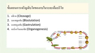 ขั้นตอนการเจริญเติบโตของกบในระยะเอ็มบริโอ
1. คลีเวจ (Cleavage)
2. บลาสทูเลชัน (Blastulation)
3. แกสทรูเลชัน (Gastrulation)
4. ออร์แกโนเจเนซิส (Organogenesis)
 
