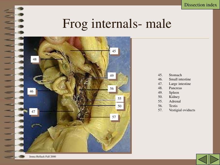 Frog info packet