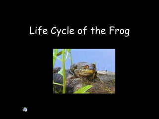 Life Cycle of the Frog 