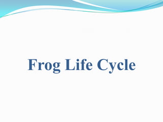 Frog Life Cycle
 