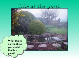 Life at the pond




What things
do you think
you would
find in a
pond?
 