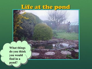 Life at the pondLife at the pond
What things
do you think
you would
find in a
pond?
 